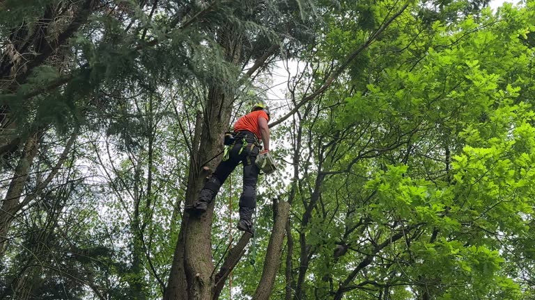 Tree and Shrub Care in Franklin, GA